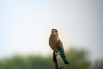 Angry bird Indian roller or Coracias benghalensis perched at tal chhapar blackbuck sanctuary churu...