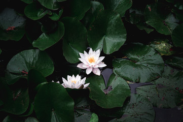 Two water lillies in full bloom in a dark and moody pond