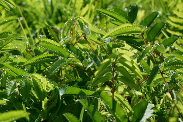 夏の朝、ワレモコウの葉に水滴が並んで付いている