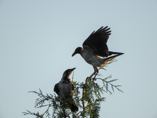 great blue heron