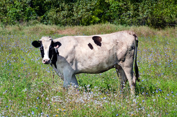 White pied cow standing on green grass in a meadow, pasture.