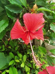 Red China Rose (Hibiscus Rosa-Sinensis) - 16 Aug 2020 - 1