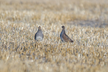 a Partridge family in a harvested field