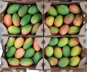 brasilian mangoes 