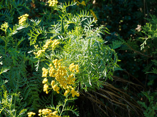 Tanacetum vulgare - Rainfarn oder Wurmkraut. Blütenstand mit leuchtend gelber becherförmiger und...