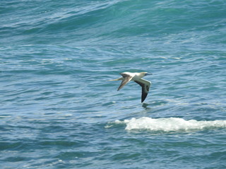 Red Footed Boobie gliding over ocean
