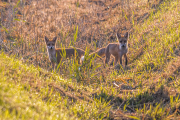 a red fox hunting in a meadow
