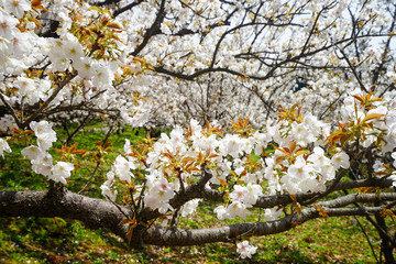 仁和寺の御室桜