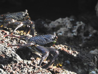 Crabs!