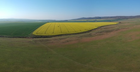Obraz premium Canola fields in full bloom near Napier and Bredasdorp in the Western Cape