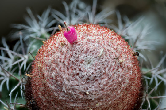 Cephalium mit Frucht von Melocactus matanzanus