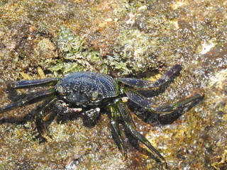 Crabs!