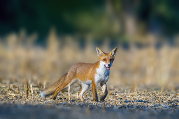 a red fox hunting in a meadow