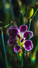 flower carnation purple pink white on green stems background