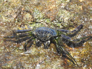 Crabs!