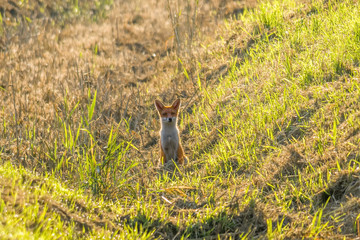 a red fox hunting in a meadow