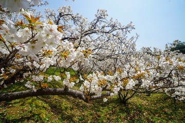 仁和寺の御室桜