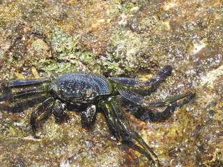 Crabs!