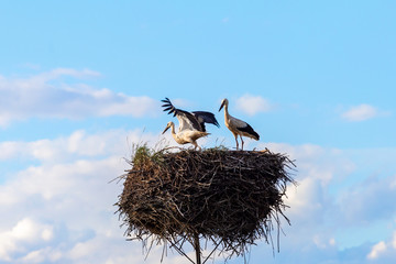 Two white stork on the nest in the spring