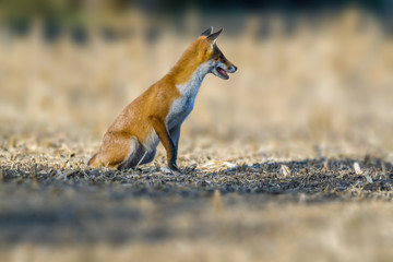 a red fox hunting in a meadow