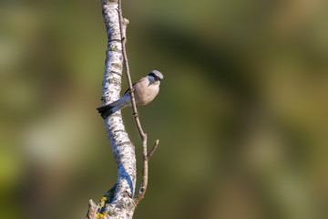 a red shrike on a branch in nature
