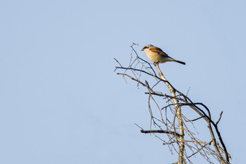 a red shrike on a branch in nature