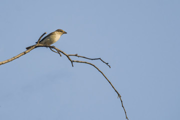 a red shrike on a branch in nature