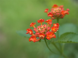 Closeup red ,orange colorful of west indian lantana camara flowers plants in garden with green blurred background .macro image ,sweet color for card design,soft focus 