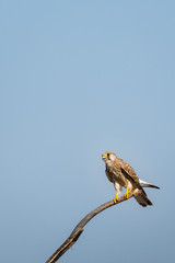 Common kestrel or Falco tinnunculus perched on branch at tal chhapar sanctuary churu rajasthan india
