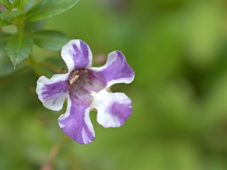Closeup purple petals of Narrowleaf Angelon flowers plants in garden with green blurred background ,macro image, soft focus for card design	