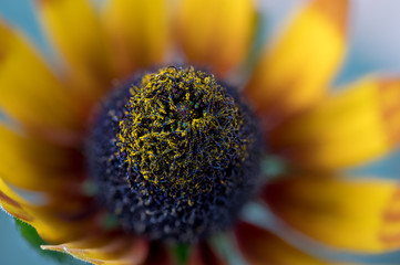 Rudbeckia sp, garden flower in the sunflower family