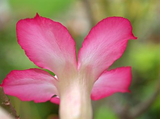 Fototapeta premium Closeup pink petals of desert rose flower plants in garden with blurred background ,macro image, sweet color for card design ,soft focus