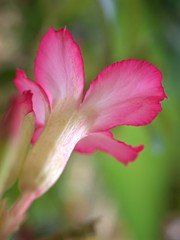 Closeup pink petals of desert rose flower plants in garden with blurred background ,macro image, sweet color for card design ,soft focus