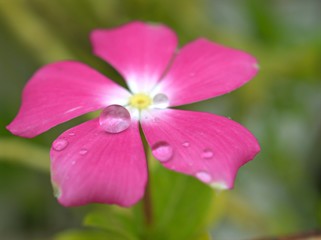 close up of pink periwinkle madagascar flower plants in garden with water drops on petals and blurred background ,macro image ,sweet color for card design ,soft focus
