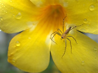 Closeup spider wild animalcule Closeup yellow petals of Allamanda cathartica flower plants with water drop and blurred background ,macro image ,dew on petal ,soft focus ,sweet color for card design