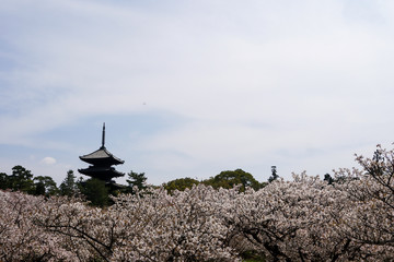 仁和寺の御室桜と五重塔