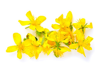 Hypericum perforatum or St Johns wort flowers isolated on white background