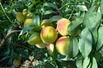 branch with ripe peach fruits closeup