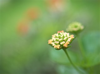 Closeup pink of west indian lantana camara flowers plants in garden with green blurred background .macro image ,sweet color for card design ,soft focus