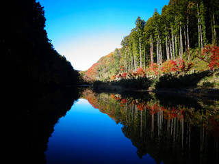 鏡のような水面に映った美しい紅葉と杉林　嵐山渓谷056