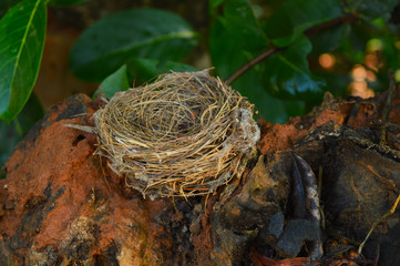 An empty birds nest on a branch. s
