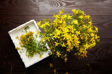 Bunch of medicinal herbs - Hypericum perforatum or St johns wort herb harvesting