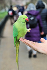A Green Necked Parakeet