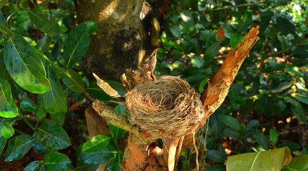 An empty birds nest on a branch. s