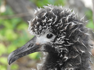 Laysan Albatros
