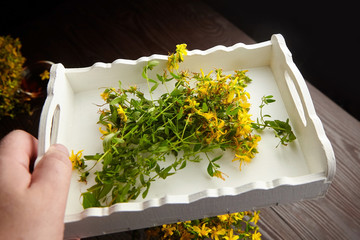 Hypericum perforatum or St johns wort flowers harvesting