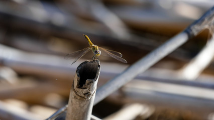 libellula