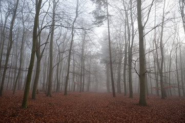 Mysterious forest in the mist