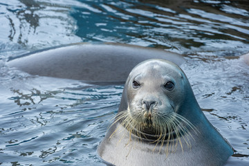 アゴヒゲアザラシ © 晃一 角田