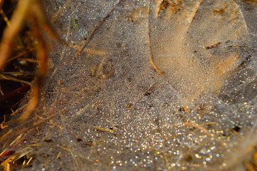 spider web with dew drops in the morning. 